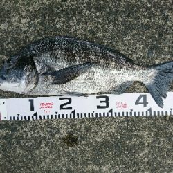 年なし50アップを真昼のチニングで釣ったw