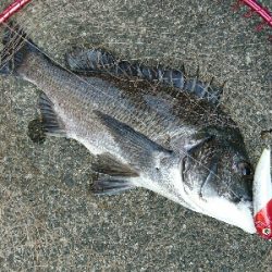 真昼のチニング！新メソッド！