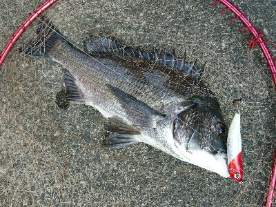 真昼のチニング！新メソッド！