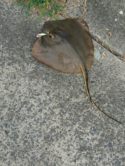 エイ釣りました。