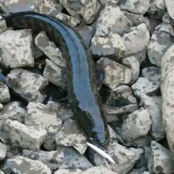 トップでライガー