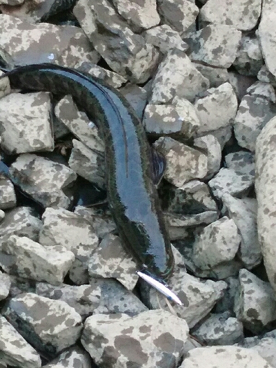 トップでライガー