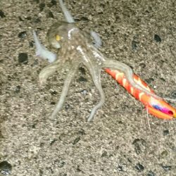 夕マズメ仕事帰りにタコ釣果w