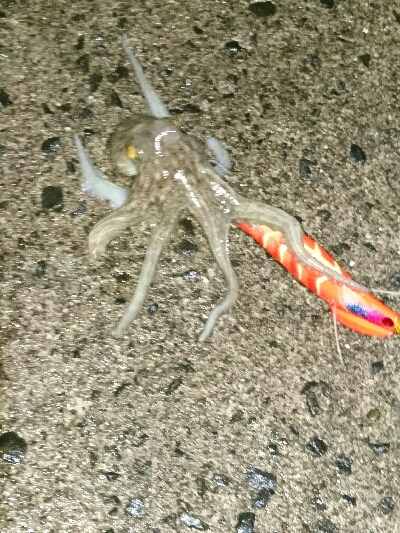夕マズメ仕事帰りにタコ釣果w