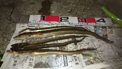 海藻に阻まれながらアナゴ