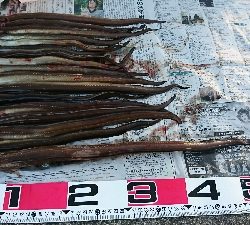 夜明けまでアナゴ釣り