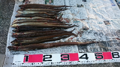 夜明けまでアナゴ釣り