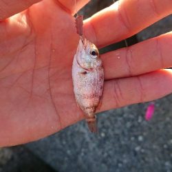 釣り部  釣行記  １８