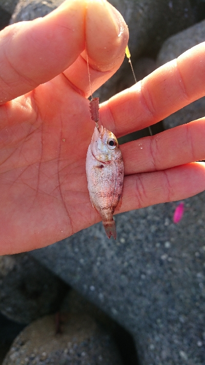 釣り部  釣行記  １８