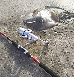 ジグでアカエイ16,17