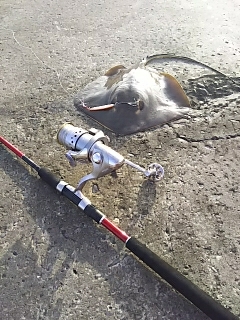 ジグでアカエイ16,17