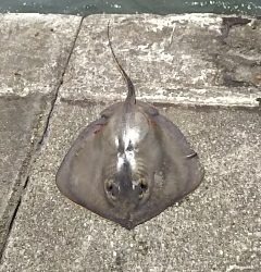 ジグでアカエイ18