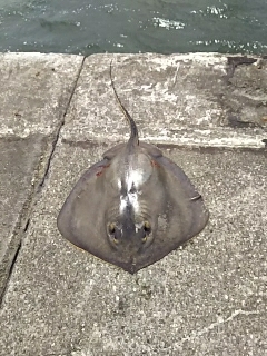 ジグでアカエイ18