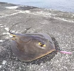 ジグでアカエイ19,20,21,22,23,24,25