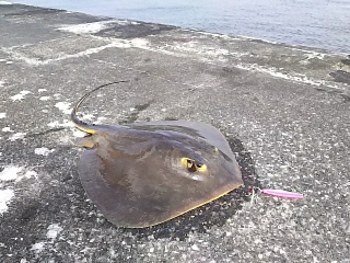 ジグでアカエイ19,20,21,22,23,24,25