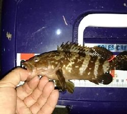 数釣りフィーバー