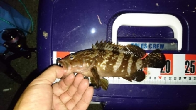 数釣りフィーバー