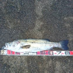 シーバス自己新記録釣れました❗