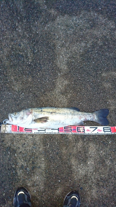シーバス自己新記録釣れました❗…