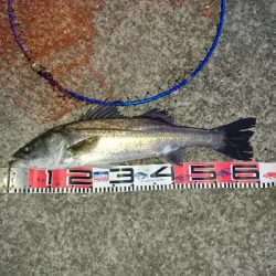 シーバスよりもデカイの釣れた‼️