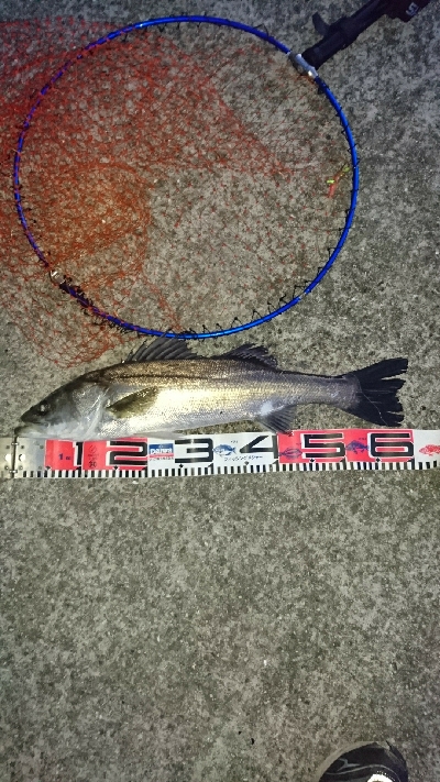 シーバスよりもデカイの釣れた‼️