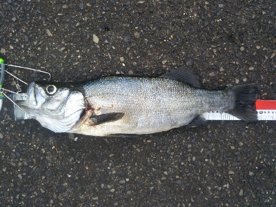 地磯でヒラスズキ