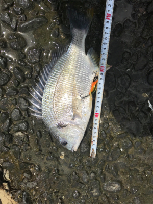 大潮ド干潮のデイゲーム