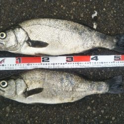 地磯でヒラスズキ