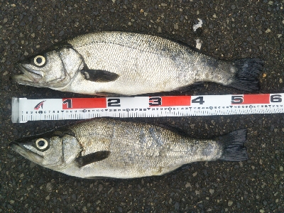 地磯でヒラスズキ