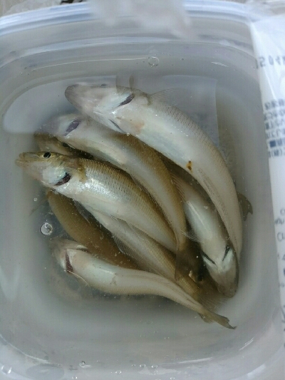 キス釣りどうでしょう