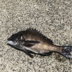 めちゃくちゃ釣れてますよ！