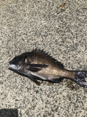 めちゃくちゃ釣れてますよ！