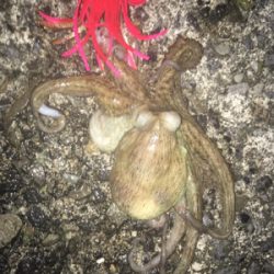 オクトパッシング