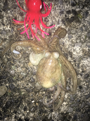 オクトパッシング