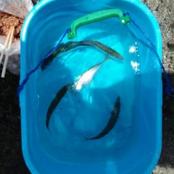 2018年7月1日釣行in姪浜漁港周辺