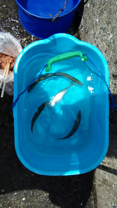 2018年7月1日釣行in姪浜漁港周辺