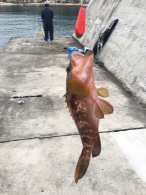 根魚ラッシュ！アコウ！ガシラ！