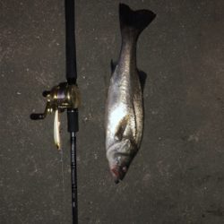 ナイトシーバス