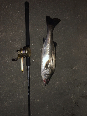 ナイトシーバス