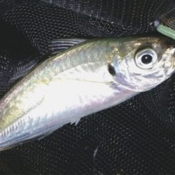 鯵楽しいです♪( ´θ｀)