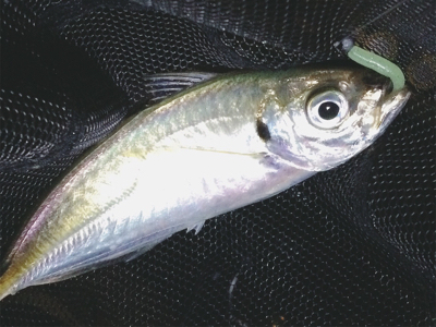 鯵楽しいです♪( ´θ｀)