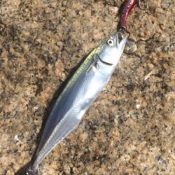 シーバスナイトゲーム☆GUNNING-STYLE