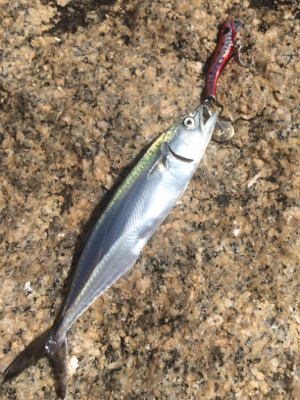 シーバスナイトゲーム☆GUNNING-ST…