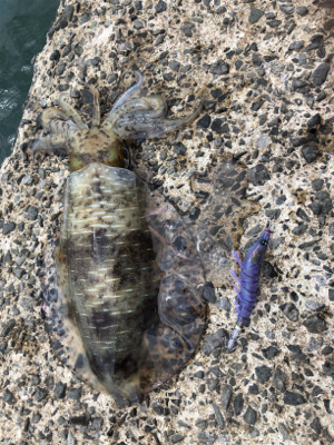 梅雨の晴れ間エギング