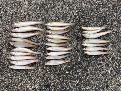 キス釣り ちょい投げ