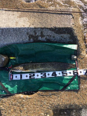 夕まづめナマズゲーム