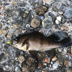 エステルライン直結