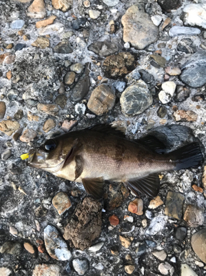 エステルライン直結