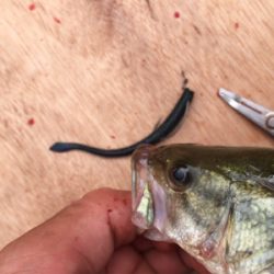 子バスしか反応しない