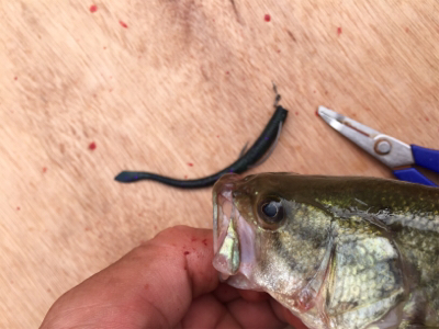 子バスしか反応しない